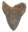 Bargain, Fossil Megalodon Tooth #89045-2